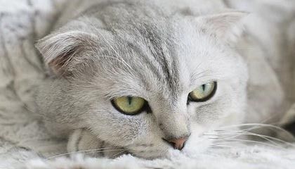 开云体育_《新天龙八部手游》电竞赛事即将开启，全新赛制引热议