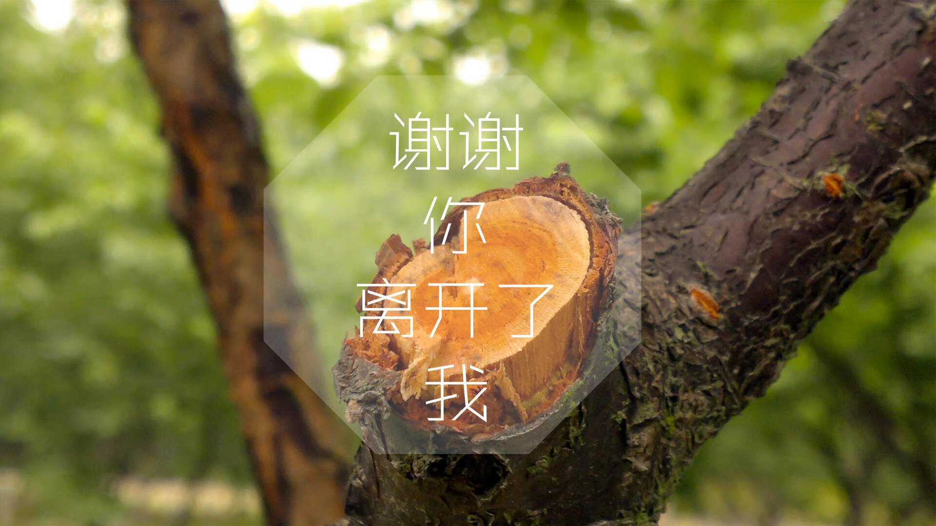 速度与技术的较量：车手们的驾驶绝技全面解析，驾驶技术与技巧大全 时