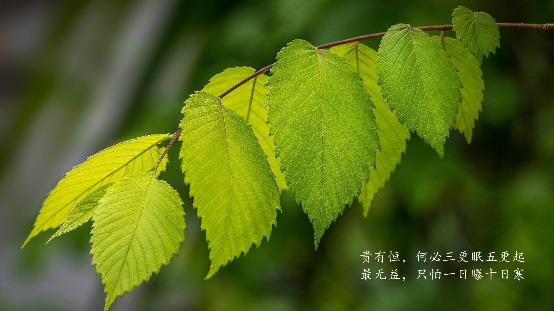 观众们将在足球比赛中看到怎样的精彩表演？，观众看足球比赛写具体