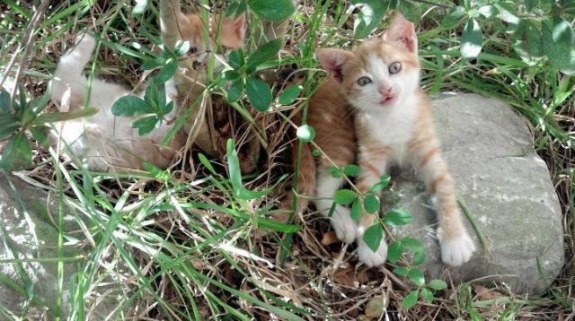男篮世界杯后遗症显现心理建设不容忽视，男篮世界杯历届举办地