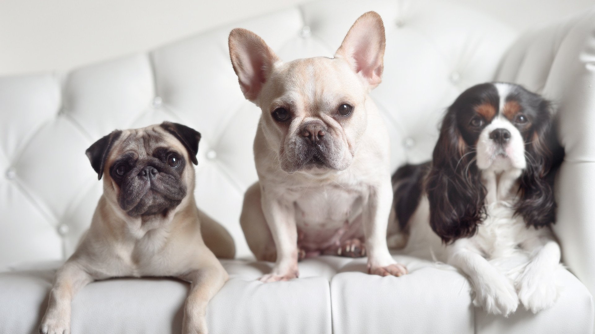 女子国家队优化边后卫参与进攻节奏增加攻击点，足球女子国家队