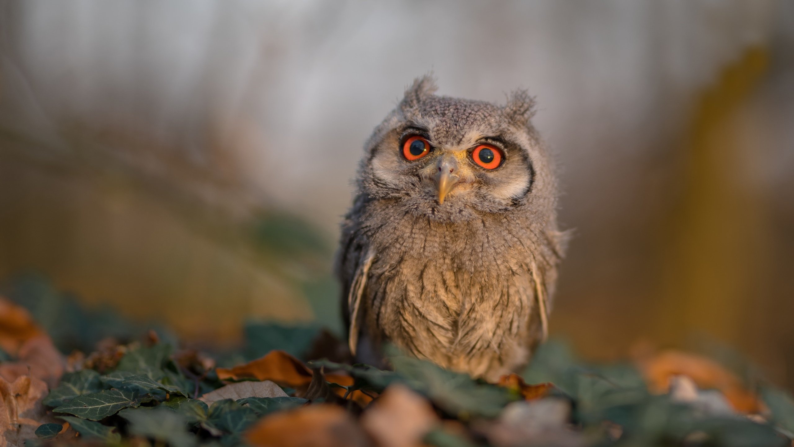 詹姆斯全场贡献两双湖人强势取胜，詹姆斯湖人两连冠