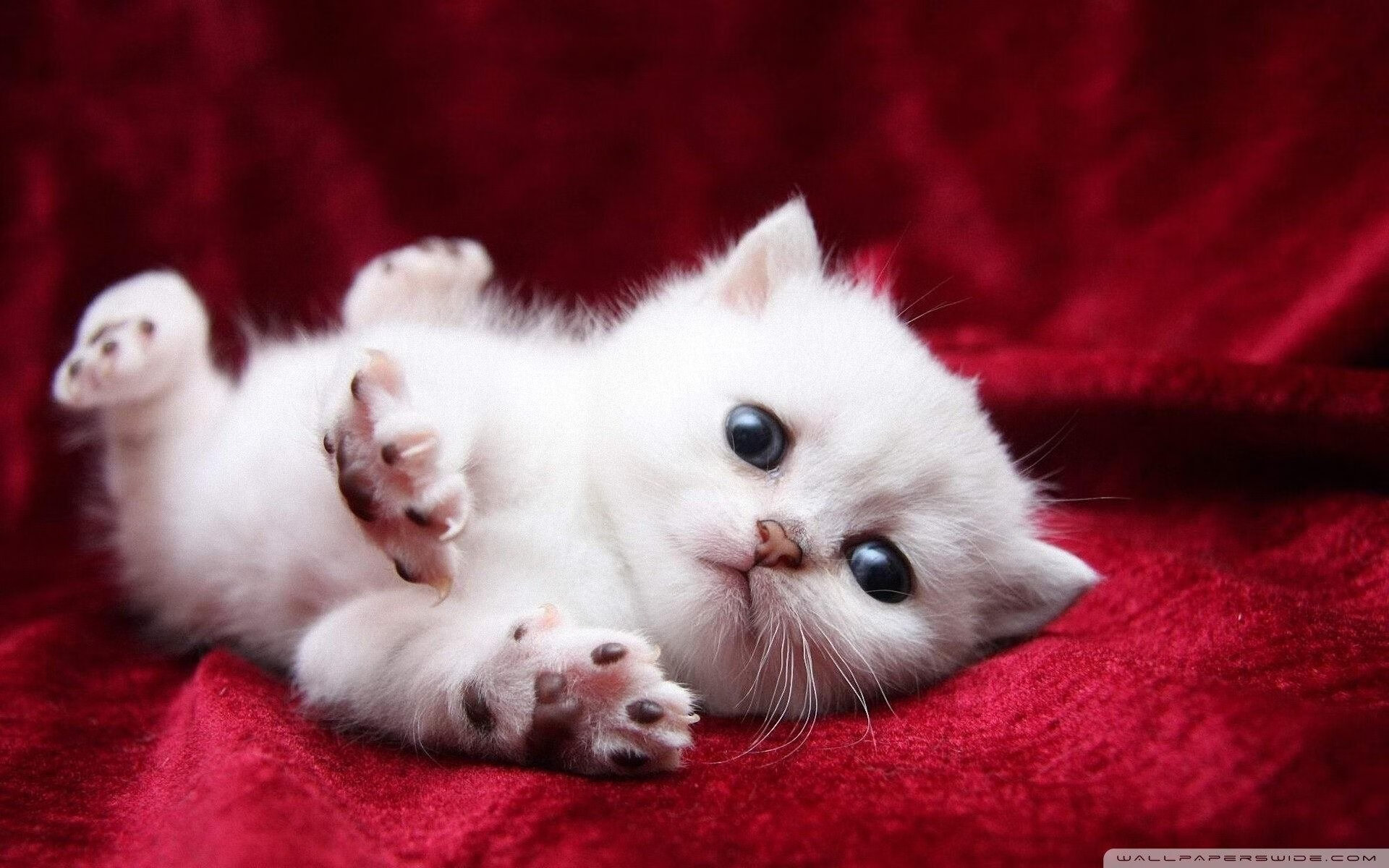 詹姆斯全场贡献两双湖人强势取胜,詹姆斯湖人两连冠