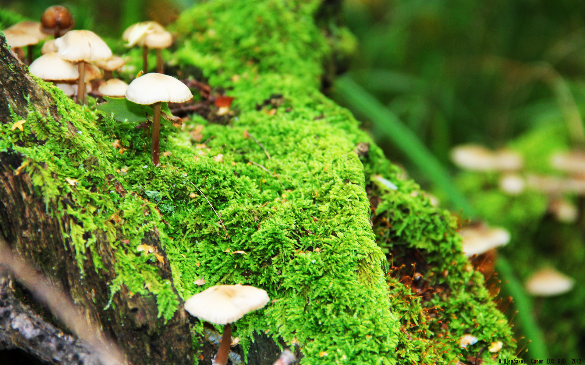 霍勒迪空切顺下命中本场关键篮点，nba霍勒迪厉害